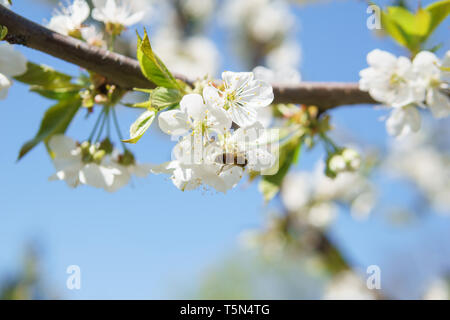 Un albero pieno di fiori di ciliegio e gli insetti: Primavera in Germania Foto Stock