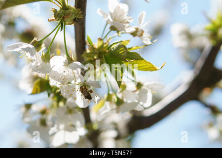 Un albero pieno di fiori di ciliegio e gli insetti: Primavera in Germania Foto Stock