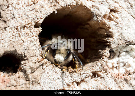 Red Mason Bee (Osmia simum) si prepara a lasciare il suo nido in un registro trapanato bee hotel. Foto Stock