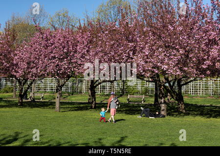 Fiori di Ciliegio lungo la ciliegia Esplenade a Brooklyn Giardino botanico di Brooklyn, a New York il 24 aprile 2019. Foto Stock
