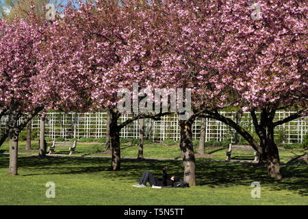 Fiori di Ciliegio lungo la ciliegia Esplenade a Brooklyn Giardino botanico di Brooklyn, a New York il 24 aprile 2019. Foto Stock