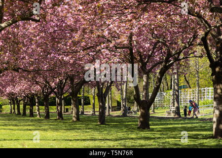 Fiori di Ciliegio lungo la ciliegia Esplenade a Brooklyn Giardino botanico di Brooklyn, a New York il 24 aprile 2019. Foto Stock