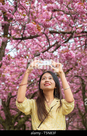 The Meadows, Edimburgo, Cherry Blossom, Qianxian Liu Foto Stock