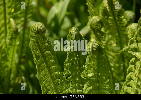Foglie di felce come molla tema sfondo, Matteuccia struthiopteris o fiddlehead fern chiamato anche Felce penna nel sole primaverile con ombra reflec Foto Stock
