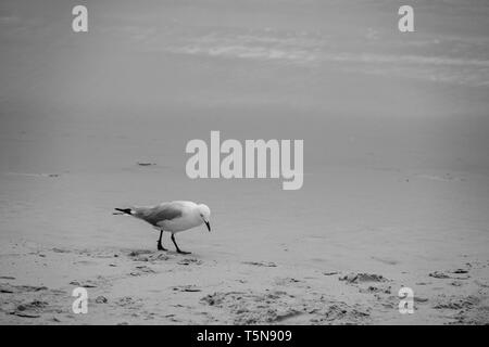 Seagull sulla spiaggia in bianco e nero Foto Stock