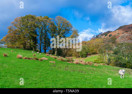 Loughrigg Tarn Elterwater, Parco Nazionale del Distretto dei Laghi, Cumbria, Regno Unito, Europa. Foto Stock