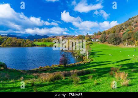 Loughrigg Tarn Elterwater, Parco Nazionale del Distretto dei Laghi, Cumbria, Regno Unito, Europa. Foto Stock