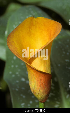 SINGOLO CALLA LILY ZANTEDESCHIA REHMANNI HYBRID 'FLAME' LILY. Foto Stock