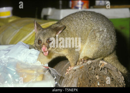 COMUNE BLUSHTAIL POSSUM (TRICHOSURUS VULKECULA) SCROUNGING CIBO LASCIATO FUORI DA CAMPEGGIATORI, CIOTTOLI BEACH CAMPING GROUND, NUOVO GALLES DEL SUD, AUSTRALIA Foto Stock