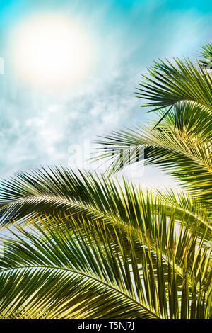 Sole tropicale su Palm tree foglie. Tono caldo. Foto Stock