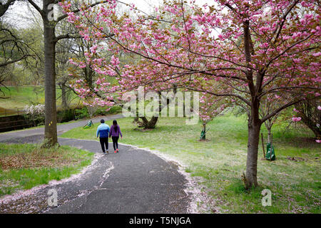 Un paio di passeggiate sotto la fioritura dei ciliegi nel ramo Brook Park, Newark, New Jersey Foto Stock