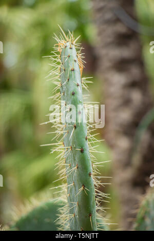 Primo piano di un piatto di cactus verde di fichi d'India con spine gialle affilate su uno sfondo naturale sfocato Parco delle palme El Palmera Foto Stock