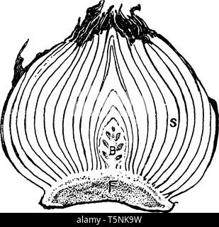 L'immagine mostra tulip lampadina, in sezione longitudinale Le sue parti sono solidi stelo, germoglio di fiore, foglia di basi che serve come bud-scale, ed anche per lo stoccaggio di Illustrazione Vettoriale