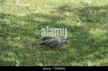 Due piccioni crestato di pascolare su un prato erboso Foto Stock