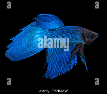 Blu siamese fighting fish, Betta splendens, isolato su sfondo nero Foto Stock