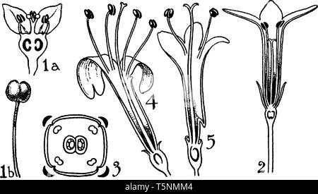 Una foto che mostra un ordini di Rubuaceae Valerianaceae e. Questa è una parte dei fiori antera, ovaio, petali, e pedicel, vintage disegno della linea o e Illustrazione Vettoriale