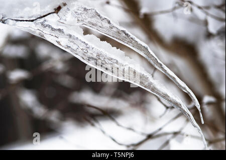 Ghiaccioli appesi da rami di alberi a temperature di congelamento in inverno, Foto Stock