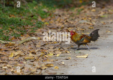 Rosso o Junglefowl Gallus gallus attraversamento strada a Jim Corbett National Park Uttarakhand India Foto Stock