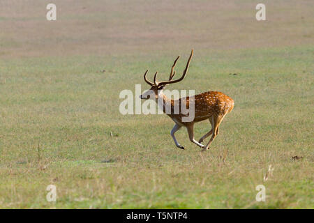 Avvistato cervi o asse Asse in roaming nella prateria Dhikala a Jim Corbett National Park in India Foto Stock