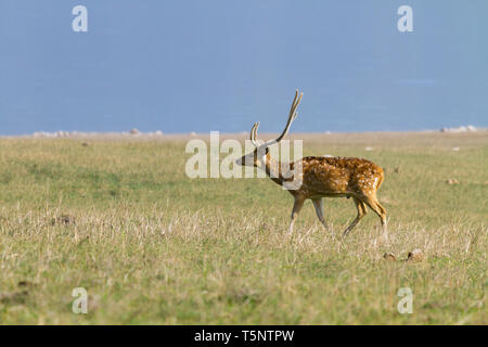 Avvistato cervi o asse Asse in roaming nella prateria Dhikala a Jim Corbett National Park in India Foto Stock