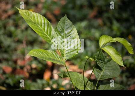 Chiudere fino a foglia verde di frutta Santol Foto Stock