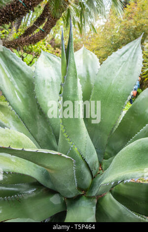 Primo piano di una grande pianta di agave con folte foglie verdi in un giardino circondato da palme e lussureggianti foglie di Elche le palmera alicante Foto Stock