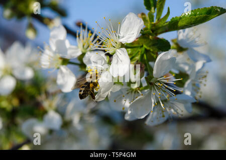 I giovani la fioritura dei ciliegi nel giardino di primavera contro il cielo blu. Primo piano Foto Stock