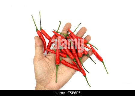 Peperoncini rossi maschio mani tenendo una manciata di freschi raccolti peperoncino isolati su sfondo bianco ad alta risoluzione galleria dell'immagine. Foto Stock