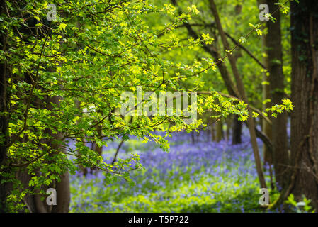 Bosco inglese scena in sole primaverile con nuove foglie e bluebells indigeni moquette del pavimento. Foto Stock