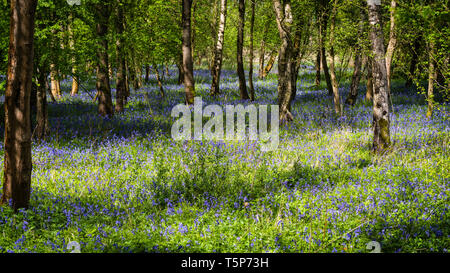 Bosco inglese scena in sole primaverile con nuove foglie e bluebells indigeni moquette del pavimento. Foto Stock