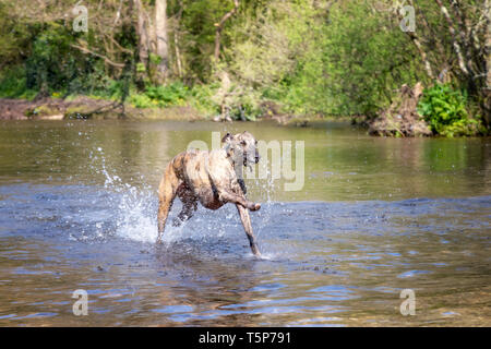 Giovani borchiati whippet è divertente giocare in un fiume nella campagna inglese Foto Stock