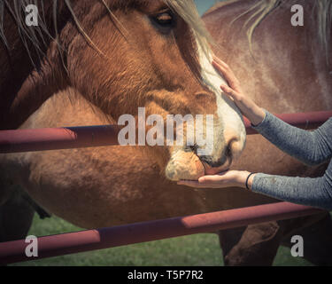 Donna di alimentazione a mano pesante Belga a cavallo fattoria nel Nord Texas, America Foto Stock