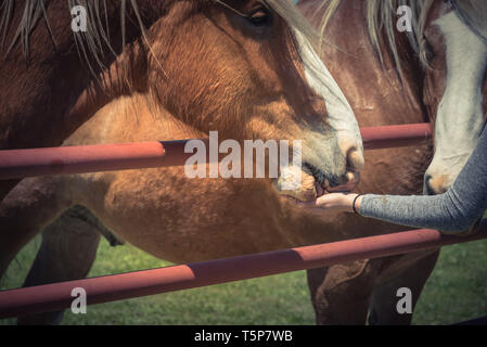 Donna di alimentazione a mano pesante Belga a cavallo fattoria nel Nord Texas, America Foto Stock