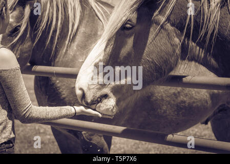 Donna di alimentazione a mano pesante Belga a cavallo fattoria nel Nord Texas, America Foto Stock