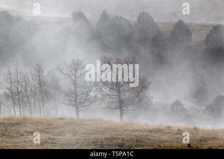 Miniere e alberi creano i fantasmi di figure in miniera abbandonata paese vicino a Cripple Creek Colorado Foto Stock