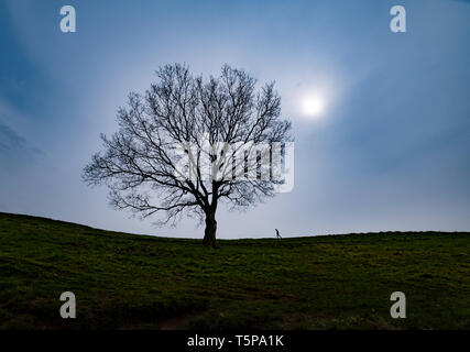 Una solitaria figura camminando sulla skyline verso un albero stagliano sulle colline Clent in Worcestershire, Regno Unito. Foto Stock