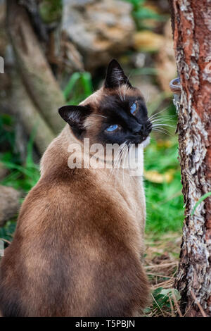 Domestico tricolore siamese gatto maschio, seduto vicino a un albero e guardando indietro Foto Stock