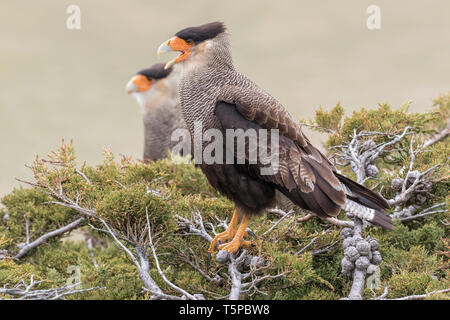 Crested o Caracara meridionale, caracara plancus, riproduttori adulti coppia al sito di nido, Isola di carcassa, Isole Falkland, Novembre Foto Stock