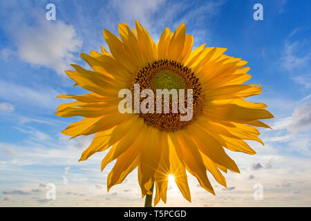 Testa di fiori / infiorescenza di comune girasole (Helianthus annuus) cresciuto come un raccolto per il suo olio commestibile e frutti commestibili Foto Stock