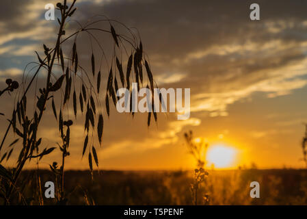 Sagoma scura di orecchie di un campo di erba contro lo sfondo di un luminoso tramonto Foto Stock