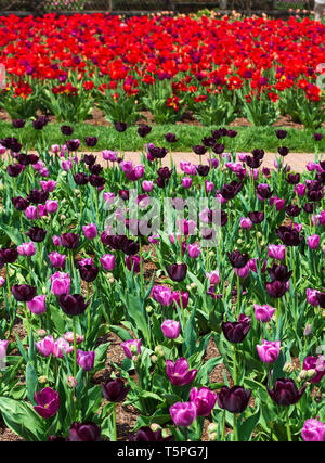 Blocchi di tulipani formano un disegno geometrico in il giardino murato sulla Biltmore Estate in Asheville, NC, Stati Uniti d'America Foto Stock