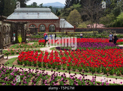 I turisti a piedi i percorsi formali per visualizzare i tulipani nel giardino murato al Biltmore Estate in Asheville, NC, Stati Uniti d'America Foto Stock