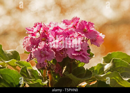 Fresh African Violet piante in fiore Foto Stock