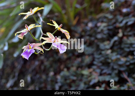 Vivace giallo e viola orchied tropicale Foto Stock