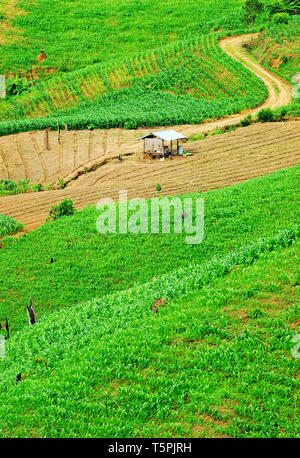 Terrazza i campi di riso Mae Chaem, Chiang Mai, Thailandia Foto Stock