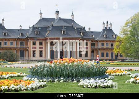 Dresden, Germania. 26 apr, 2019. I fiori sbocciano davanti al palazzo di acqua nel castello e parco di Pillnitz. Credito: Sebastian Kahnert/dpa-Zentralbild/dpa/Alamy Live News Foto Stock