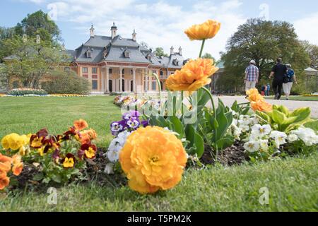 Dresden, Germania. 26 apr, 2019. I fiori sbocciano nella parte anteriore del Bergpalais nel castello di Pillnitz e il parco. Credito: Sebastian Kahnert/dpa-Zentralbild/dpa/Alamy Live News Foto Stock