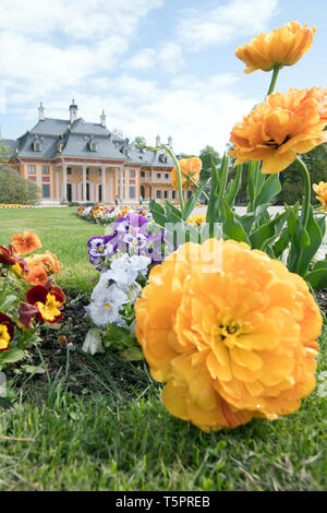 Dresden, Germania. 26 apr, 2019. I fiori sbocciano nella parte anteriore del Bergpalais nel Schlosspark Pillnitz. Credito: Sebastian Kahnert/dpa-Zentralbild/ZB/dpa/Alamy Live News Foto Stock