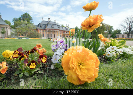 Dresden, Germania. 26 apr, 2019. I fiori sbocciano nella parte anteriore del Bergpalais nel Schlosspark Pillnitz. Credito: Sebastian Kahnert/dpa-Zentralbild/ZB/dpa/Alamy Live News Foto Stock