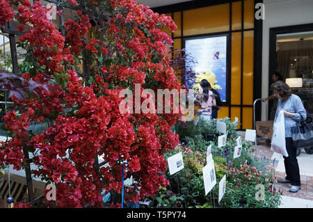 Costa Mesa, Stati Uniti d'America. 26 apr, 2019. Visitare la gente del Sud California Spring Garden Show in South Coast Plaza in Costa Mesa, Stati Uniti, 25 aprile 2019. Credito: Li Ying/Xinhua/Alamy Live News Foto Stock